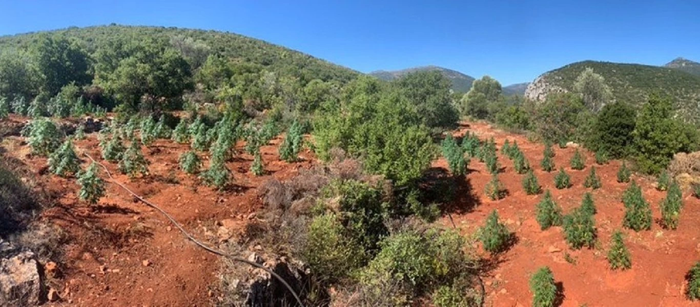 Αρκαδία: Εντοπίστηκε φυτεία κάνναβης με 170 δενδρύλλια στη Βόρεια Κυνουρία (φώτο)